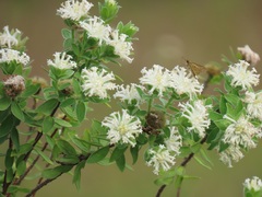 Lasiosiphon calocephalus