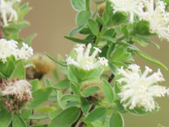 Lasiosiphon calocephalus