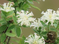 Lasiosiphon calocephalus