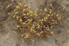 Dudleya multicaulis