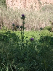 Silybum marianum