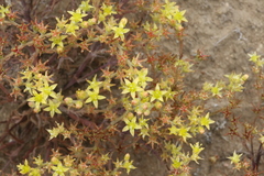 Dudleya multicaulis