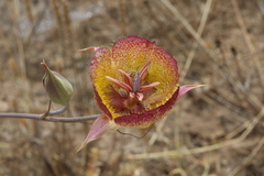 Calochortus weedii intermedius