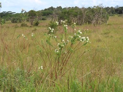Lasiosiphon calocephalus