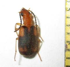 Brachininae