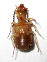 Brachininae