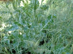 Silybum marianum