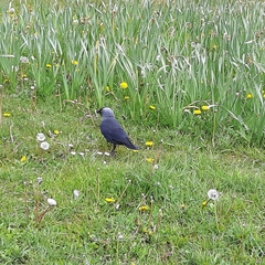 Corvus monedula