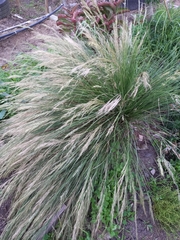 Aristida junciformis