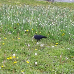 Corvus monedula