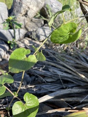 Funastrum cynanchoides