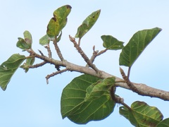 Ficus stuhlmannii