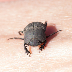 Epirinus flagellatus