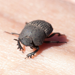 Epirinus flagellatus