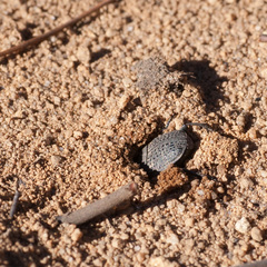 Epirinus flagellatus