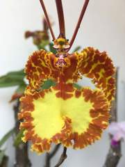 Psychopsis