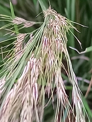Aristida junciformis