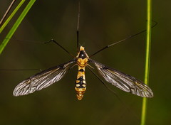 Leptotarsus clavatus