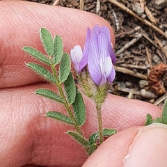 Astragalus