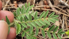 Astragalus