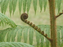Cyathea godmanii