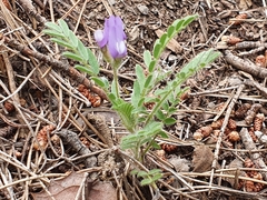 Astragalus