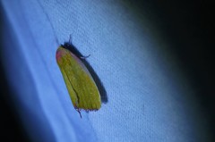 Earias pudicana