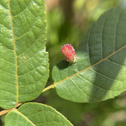 California Black Walnut Pouch Gall Mite
