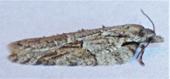 Acleris ptychogrammos