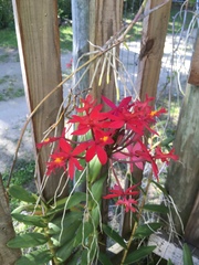 Epidendrum × obrienianum