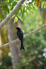 Surniculus dicruroides