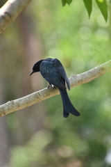 Surniculus dicruroides