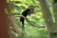 Surniculus dicruroides