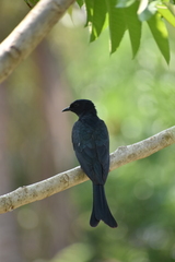 Surniculus dicruroides