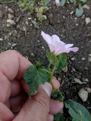 Malva trimestris image