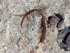 Scolopendra canidens