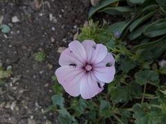 Malva trimestris image