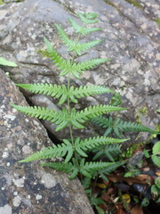 Pseudophegopteris subaurita