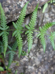 Pseudophegopteris subaurita
