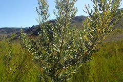 Cyclopia subternata subternata