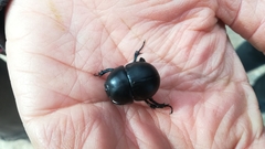 Thorectes intermedius