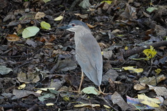 Nycticorax nycticorax