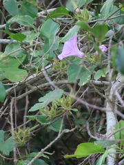 Ipomoea ficifolia