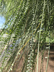 Parkinsonia aculeata