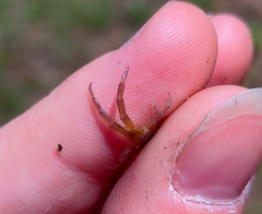 Scolopendra canidens
