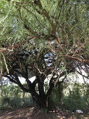 Parkinsonia aculeata