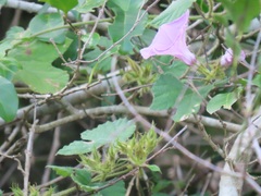 Ipomoea ficifolia