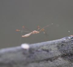 Pneustocerus gravelyi