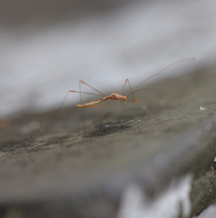 Pneustocerus gravelyi