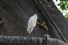 Egretta garzetta